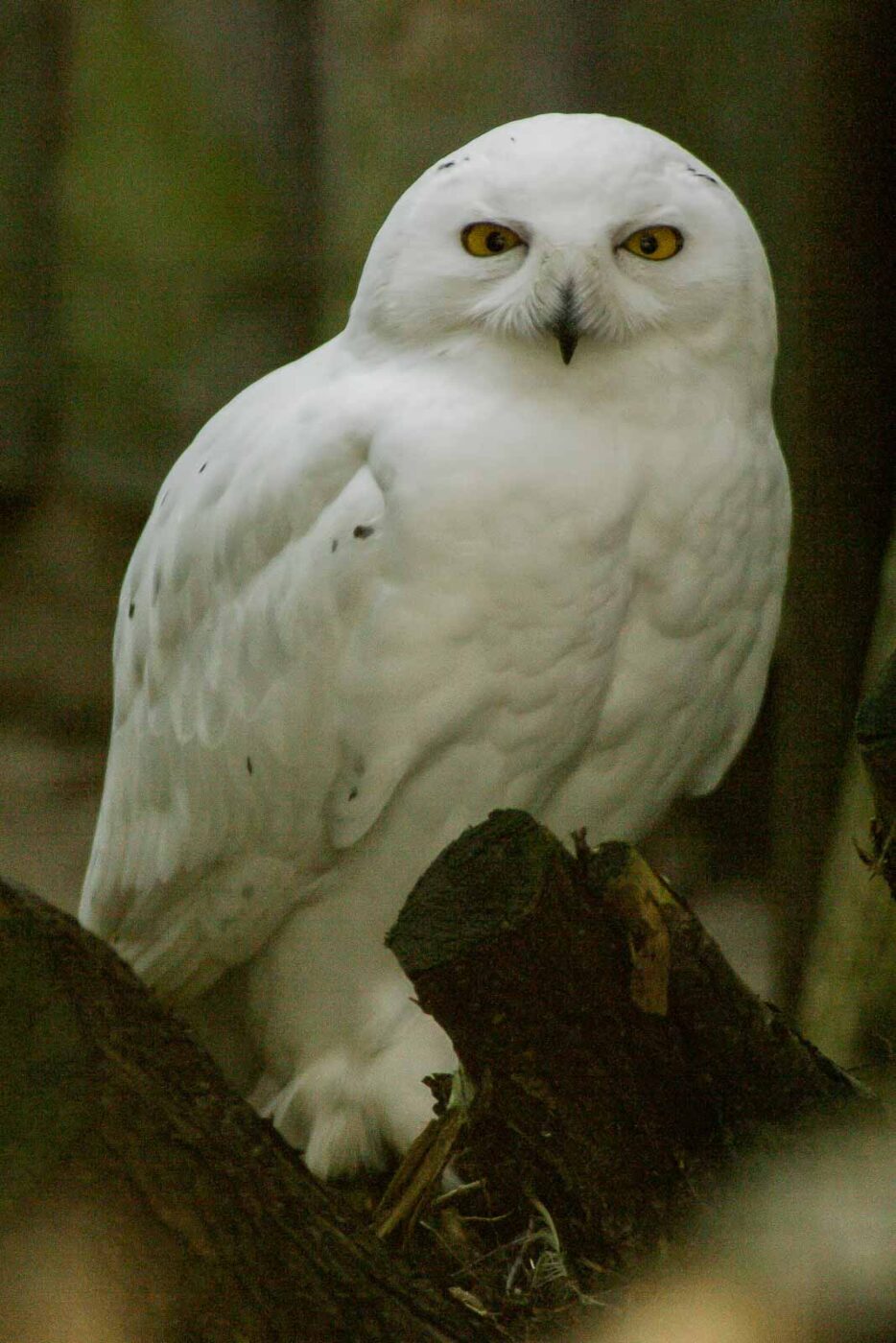 2016-01-28 - Tierpark Hamm