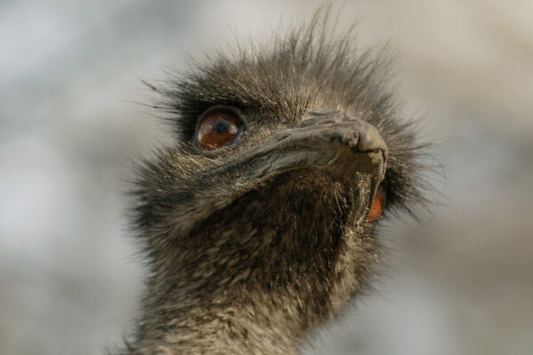 2016-01-28 - Tierpark Hamm