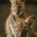 2016-01-28 - Tierpark Hamm