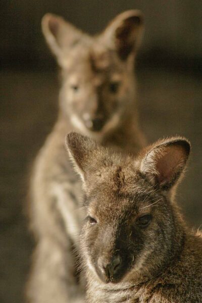 2016-01-28 - Tierpark Hamm