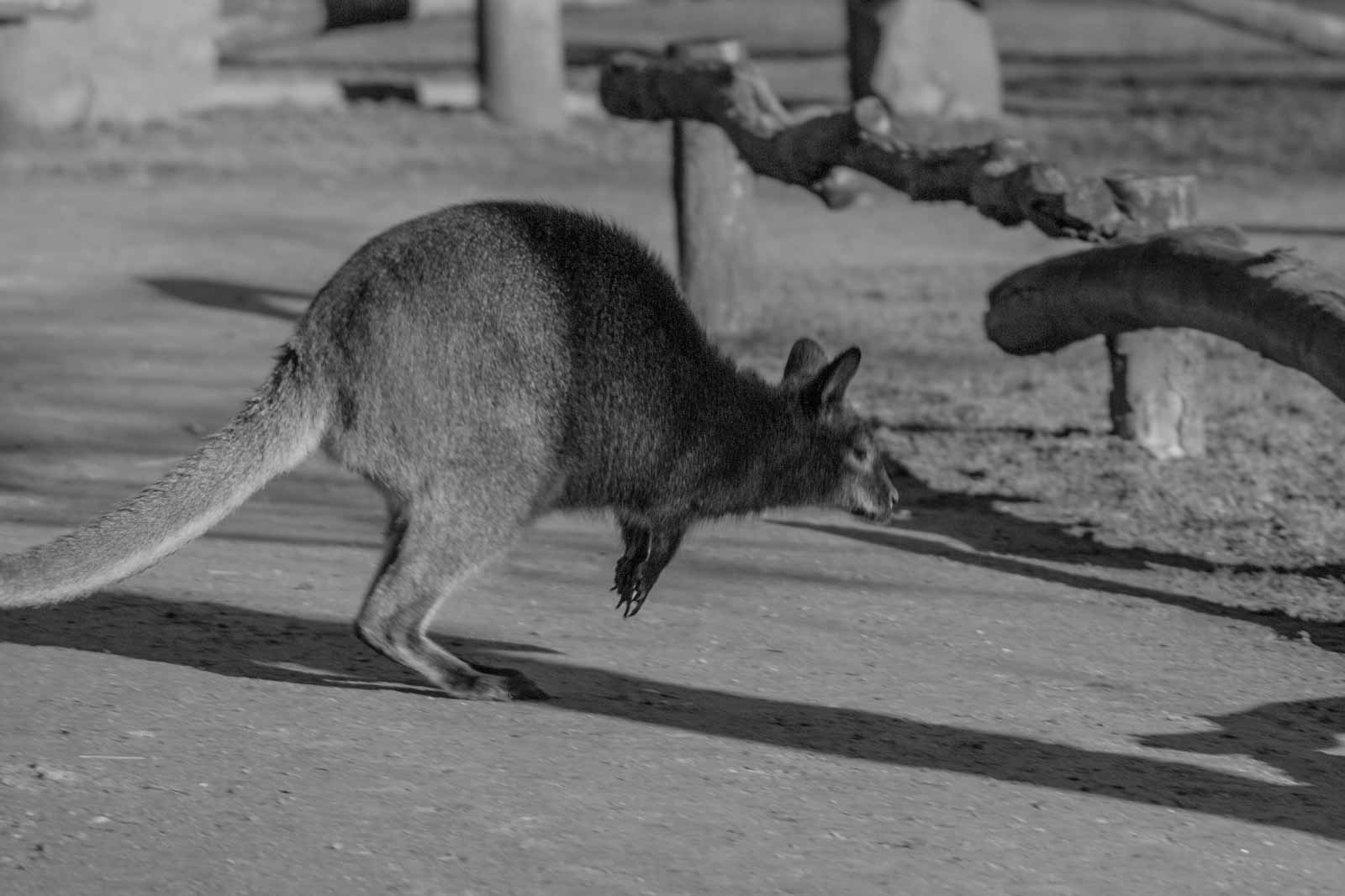 °2016-01-28 – Tierpark Hamm – Känguruh springt°