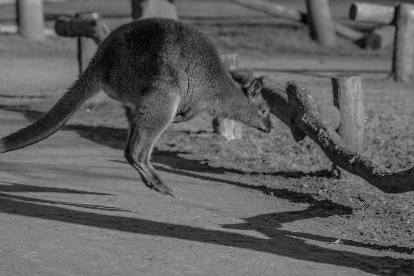 2016-01-28 - Tierpark Hamm