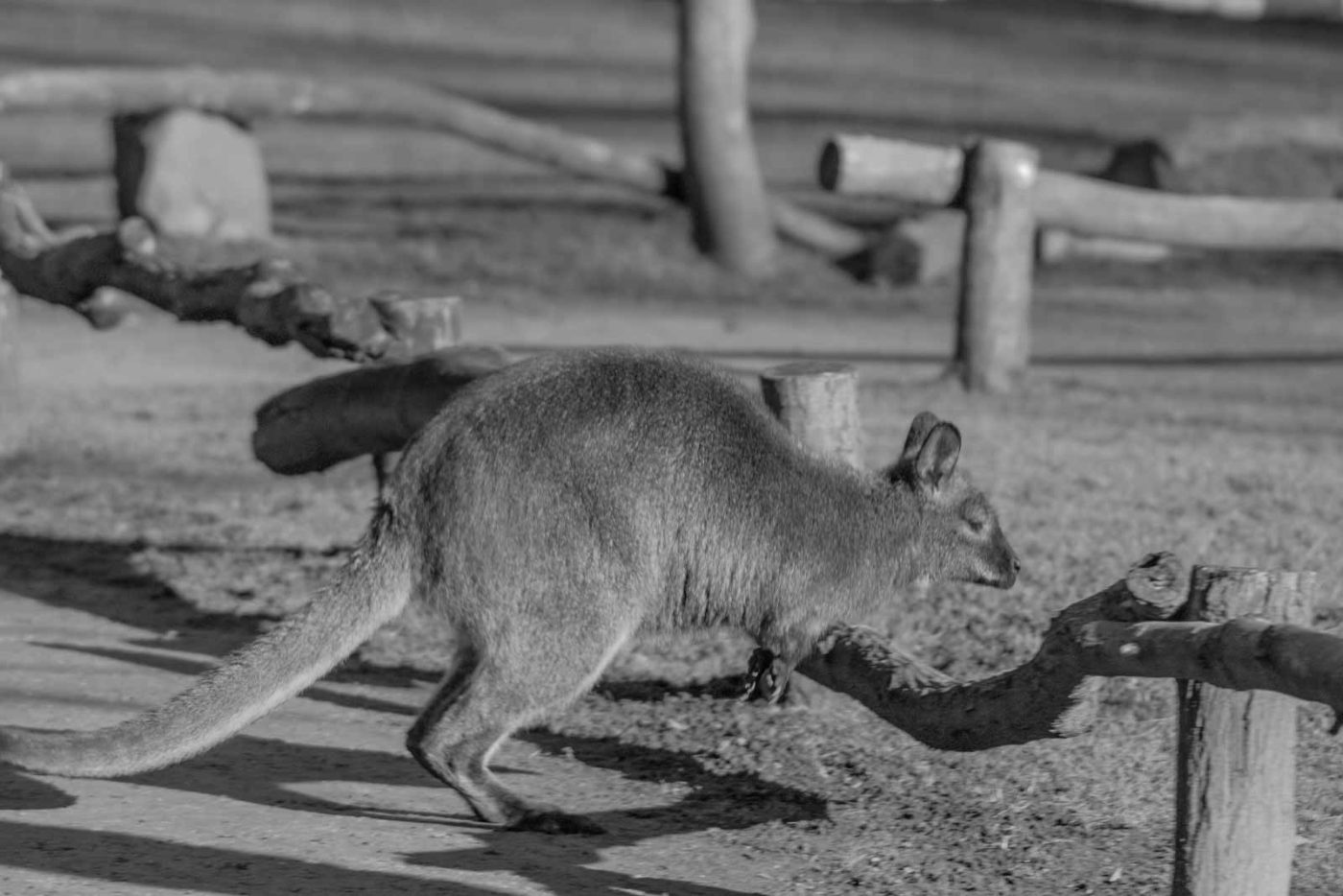 2016-01-28 - Tierpark Hamm