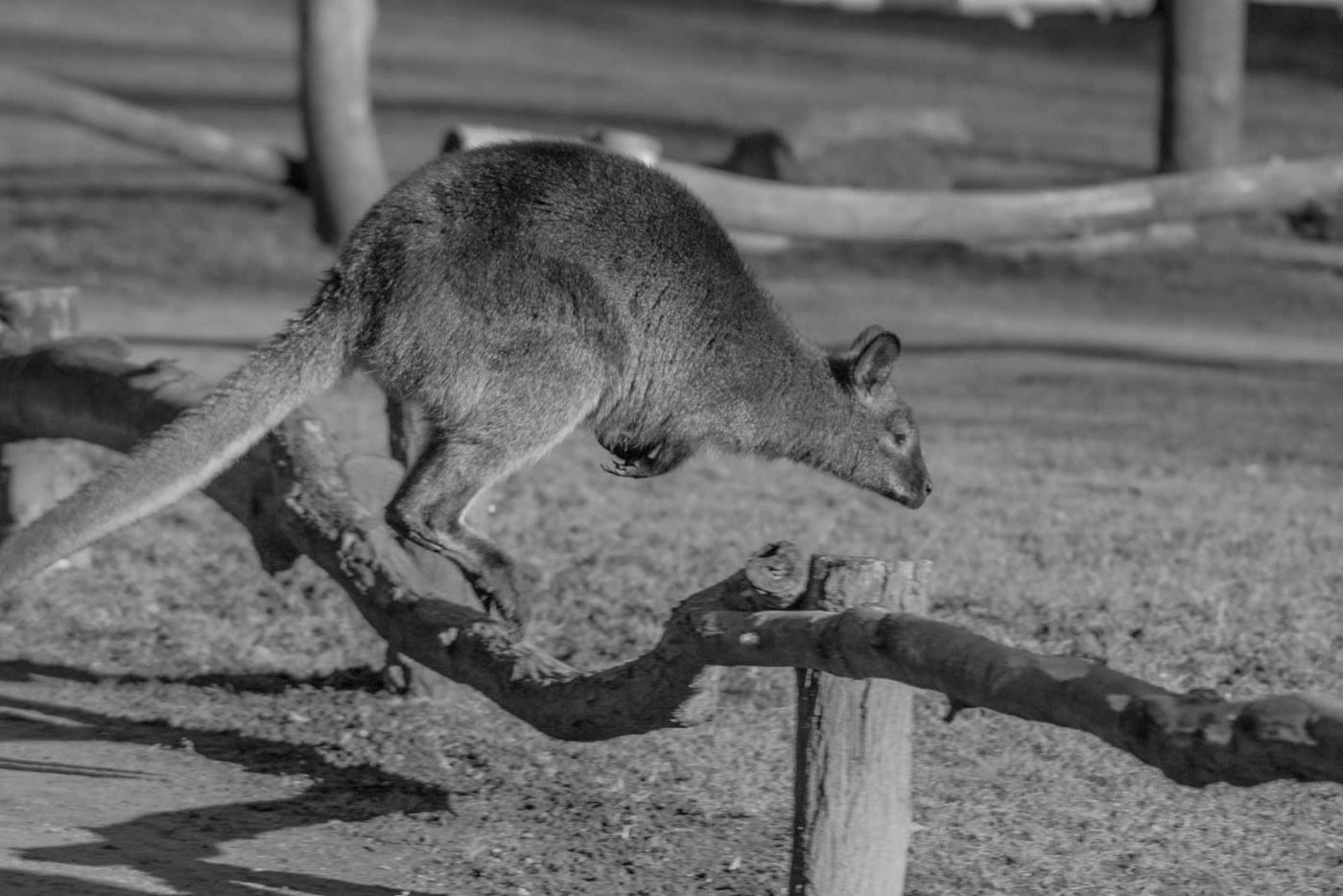 2016-01-28 - Tierpark Hamm
