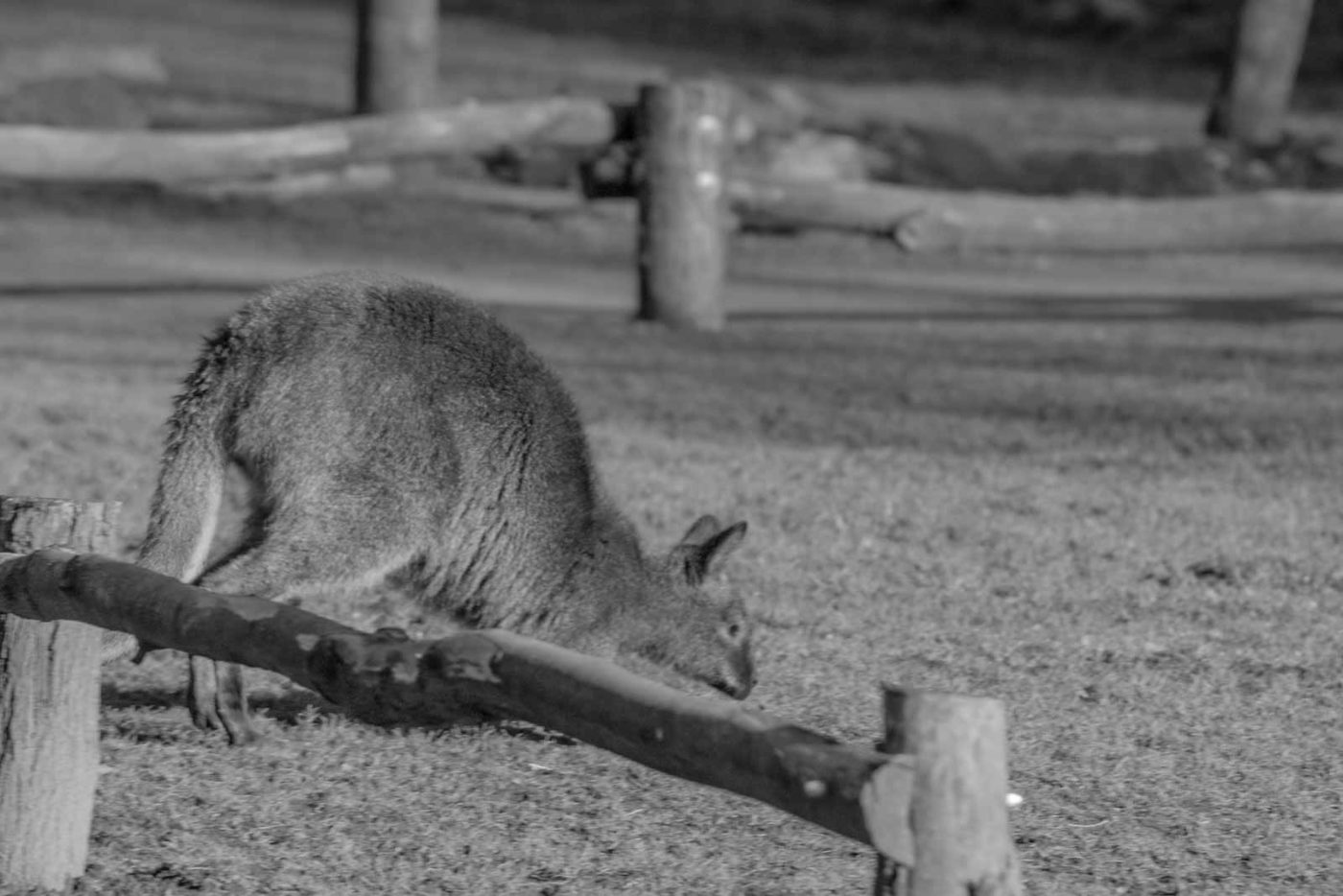 2016-01-28 - Tierpark Hamm