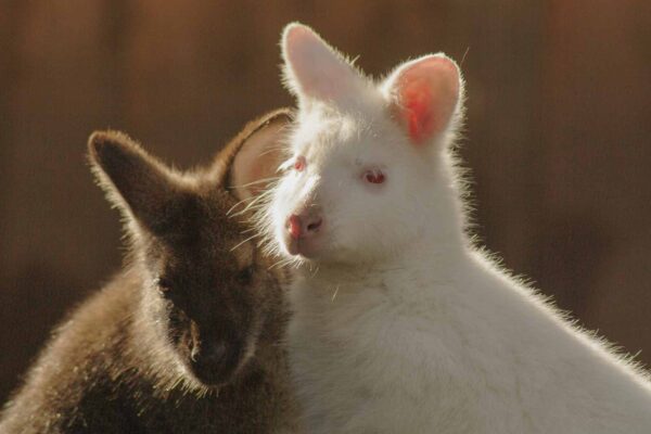 2016-01-28 - Tierpark Hamm