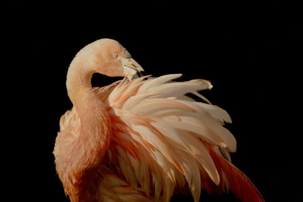 2016-01-28 - Tierpark Hamm