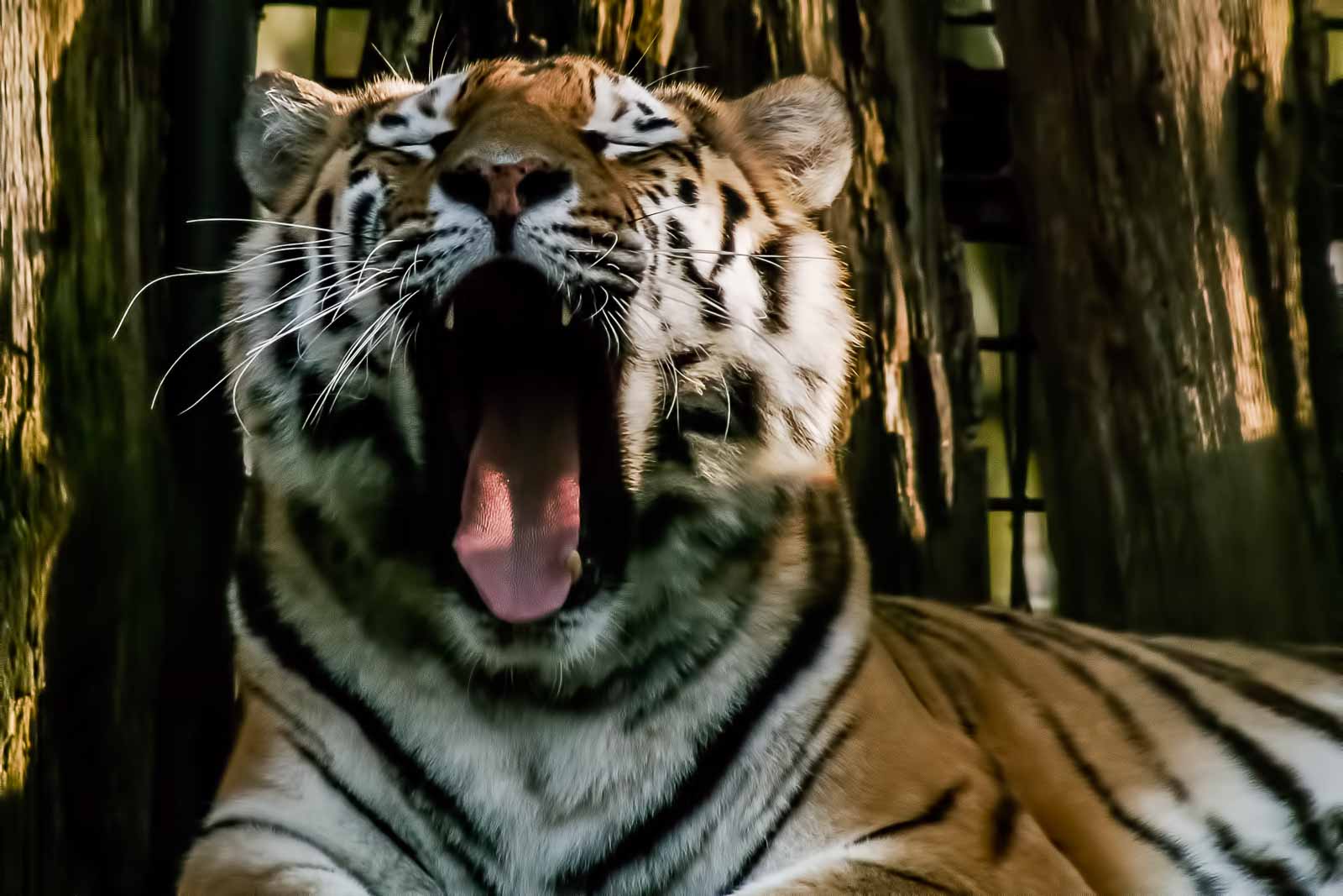 °tiger°