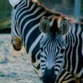 2016-01-28 - Tierpark Hamm