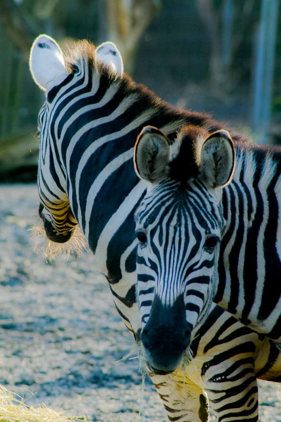 2016-01-28 - Tierpark Hamm