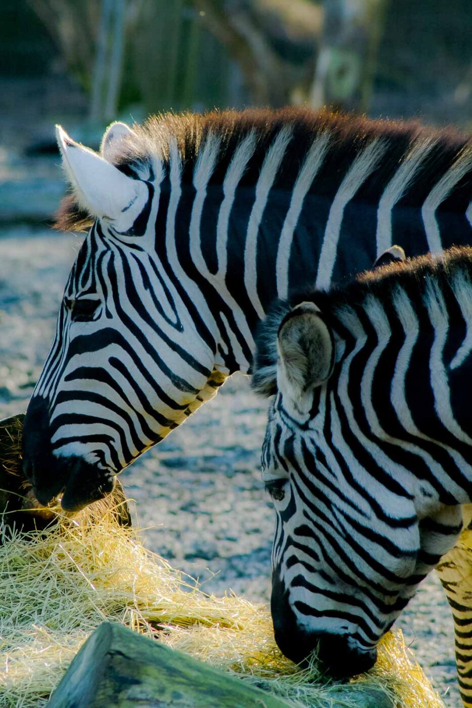 2016-01-28 - Tierpark Hamm