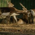 2016-01-28 - Tierpark Hamm