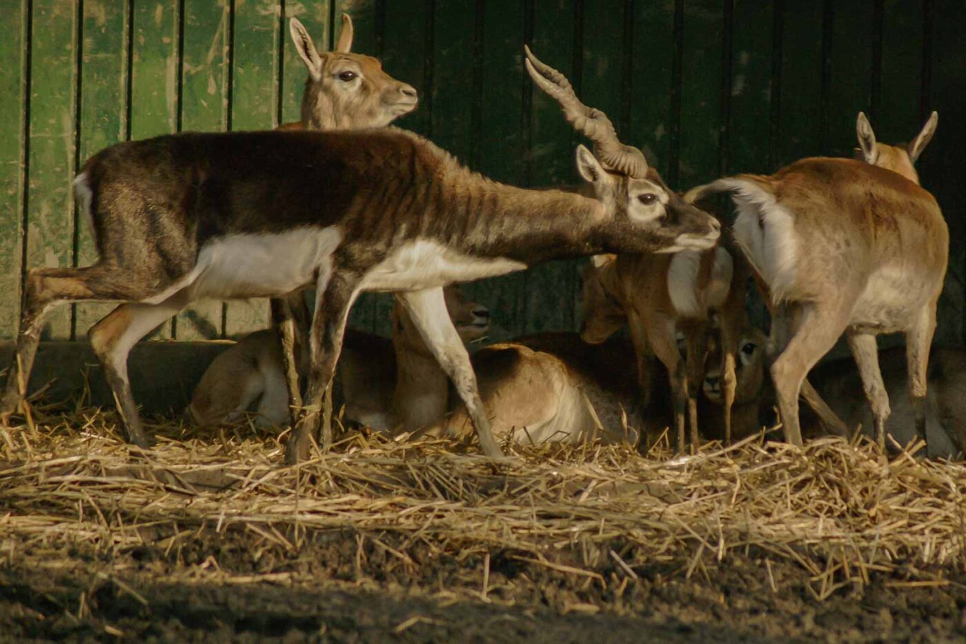 2016-01-28 - Tierpark Hamm