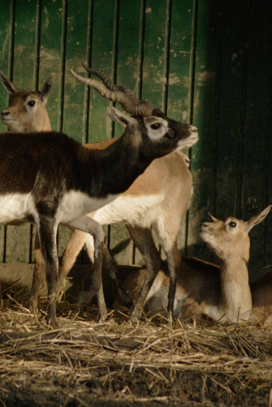 2016-01-28 - Tierpark Hamm