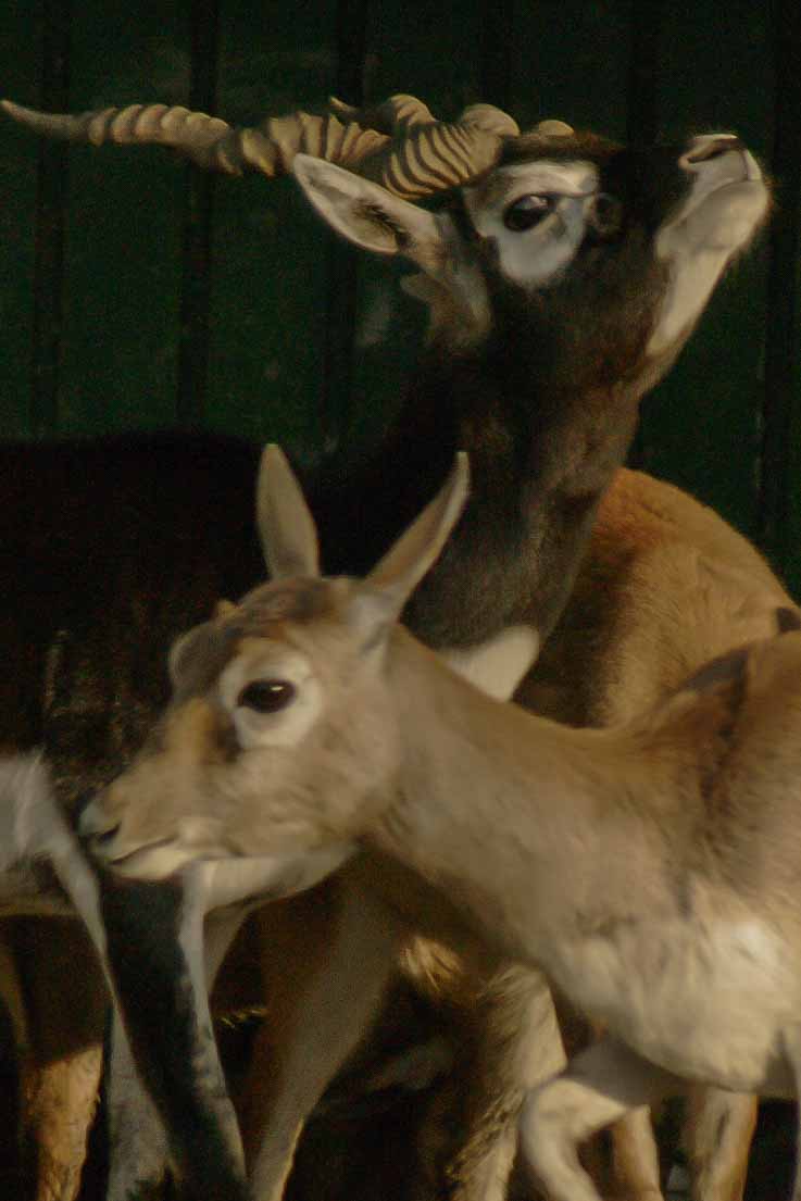 2016-01-28 - Tierpark Hamm