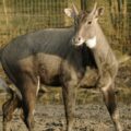 2016-01-28 - Tierpark Hamm