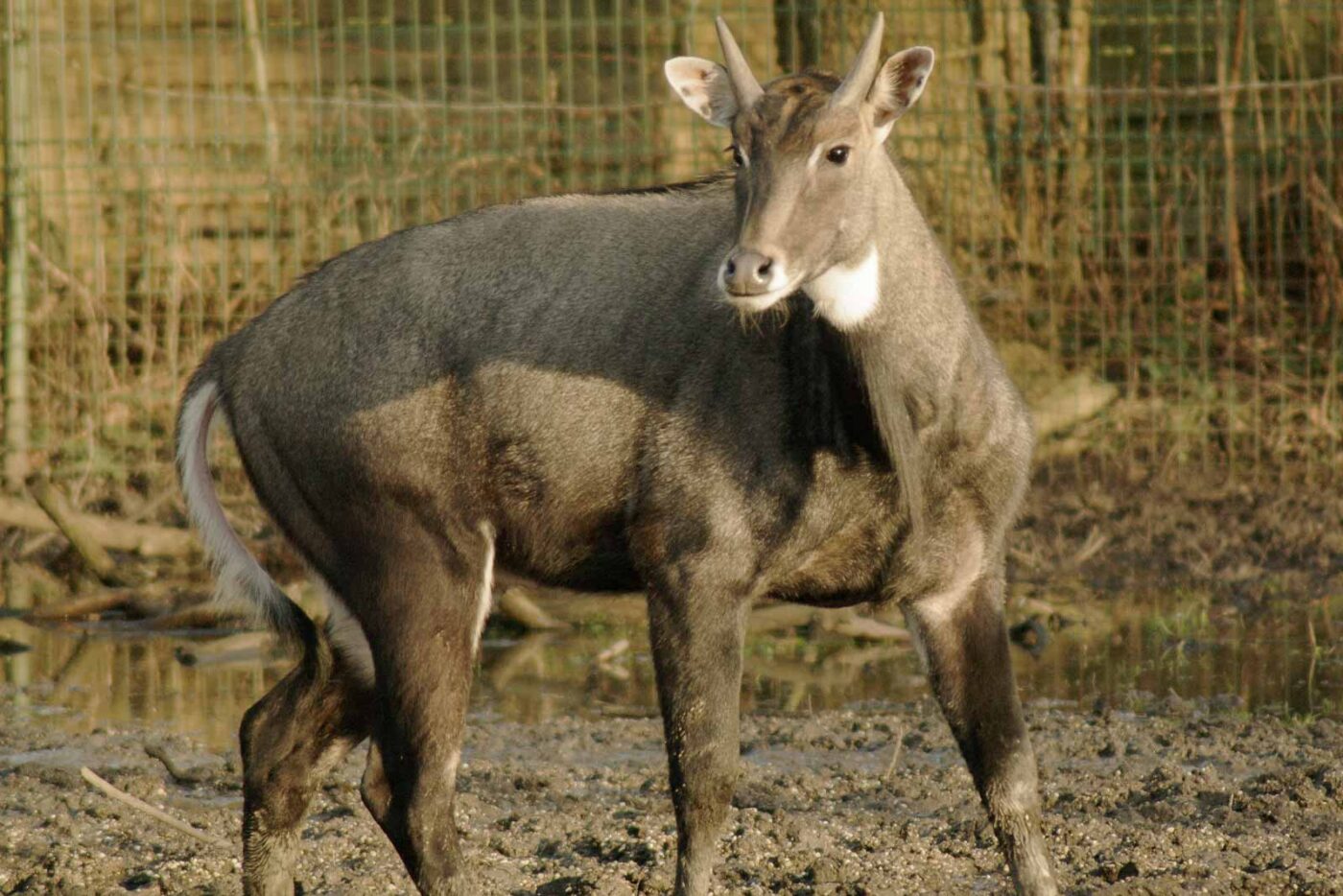 2016-01-28 - Tierpark Hamm