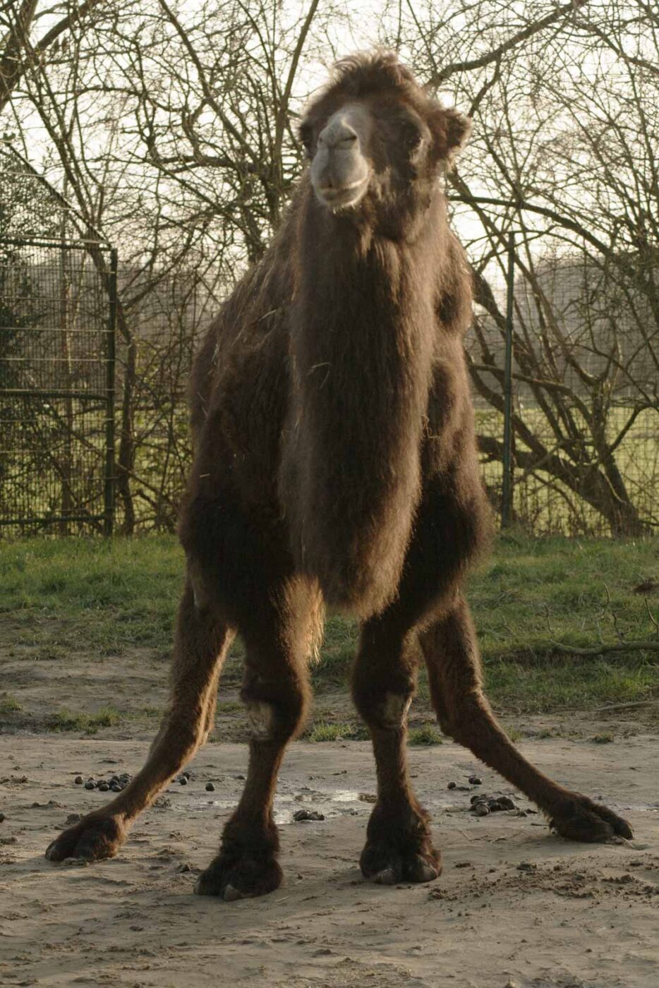 2016-01-28 - Tierpark Hamm