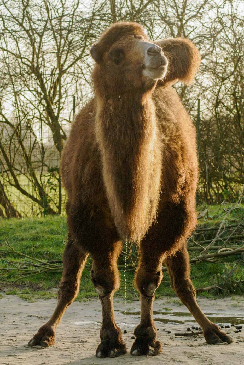 2016-01-28 - Tierpark Hamm