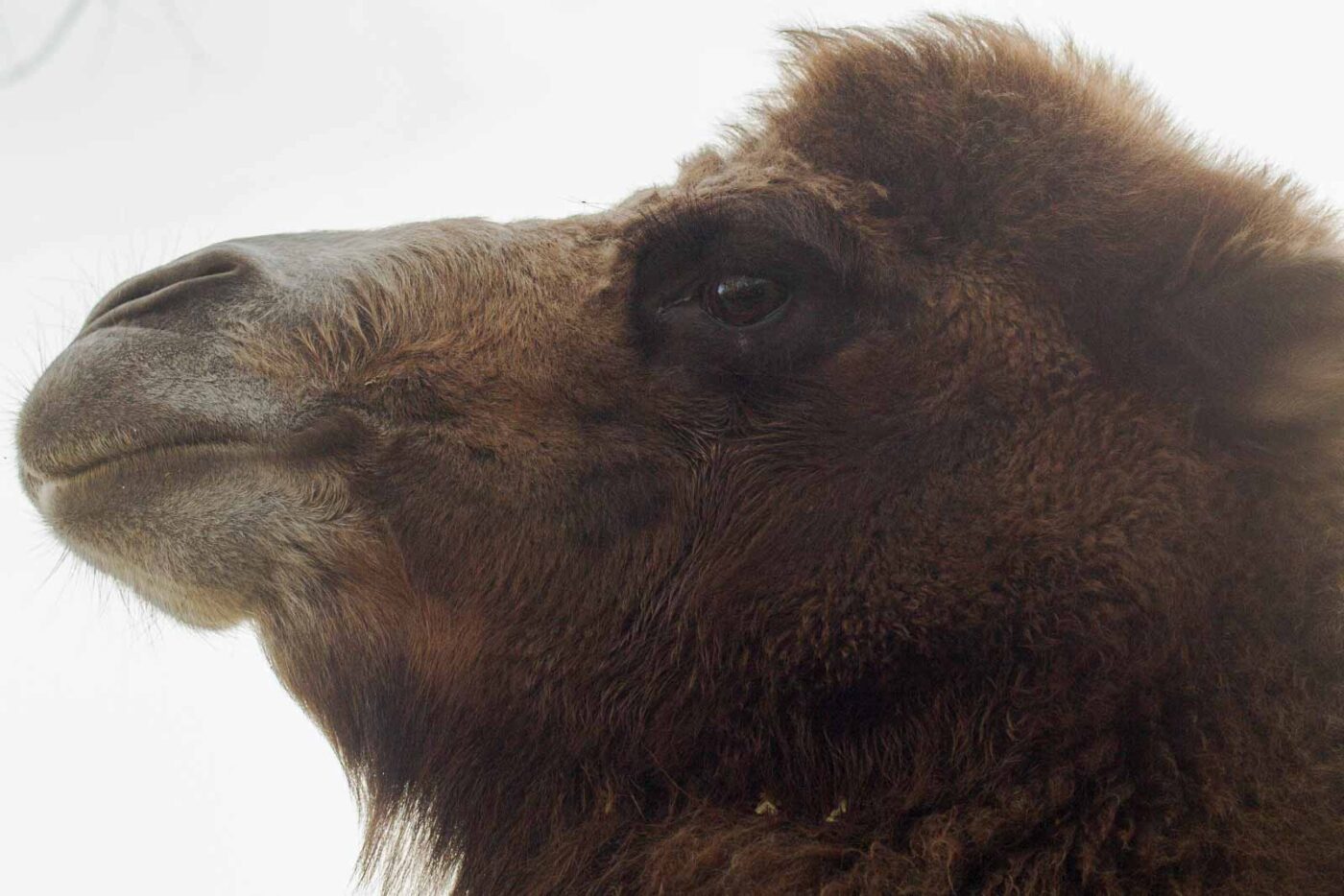 2016-01-28 - Tierpark Hamm