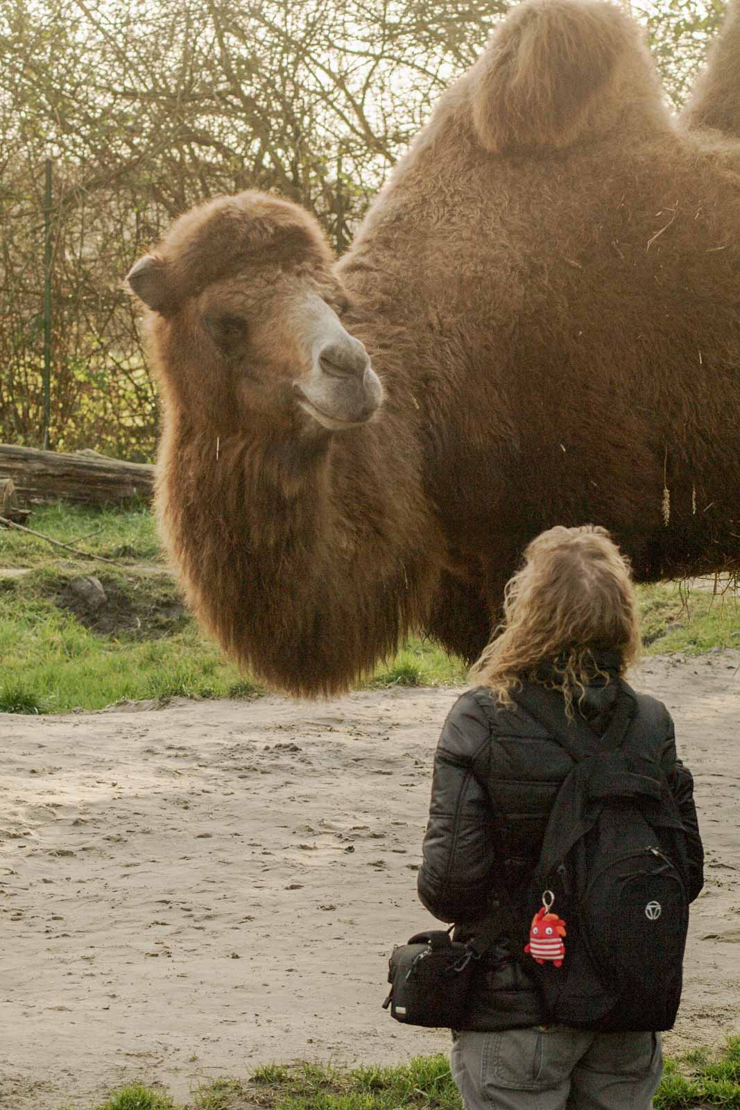 °2016-01-28 – Tierpark Hamm – TheUte & The Trampeltier°