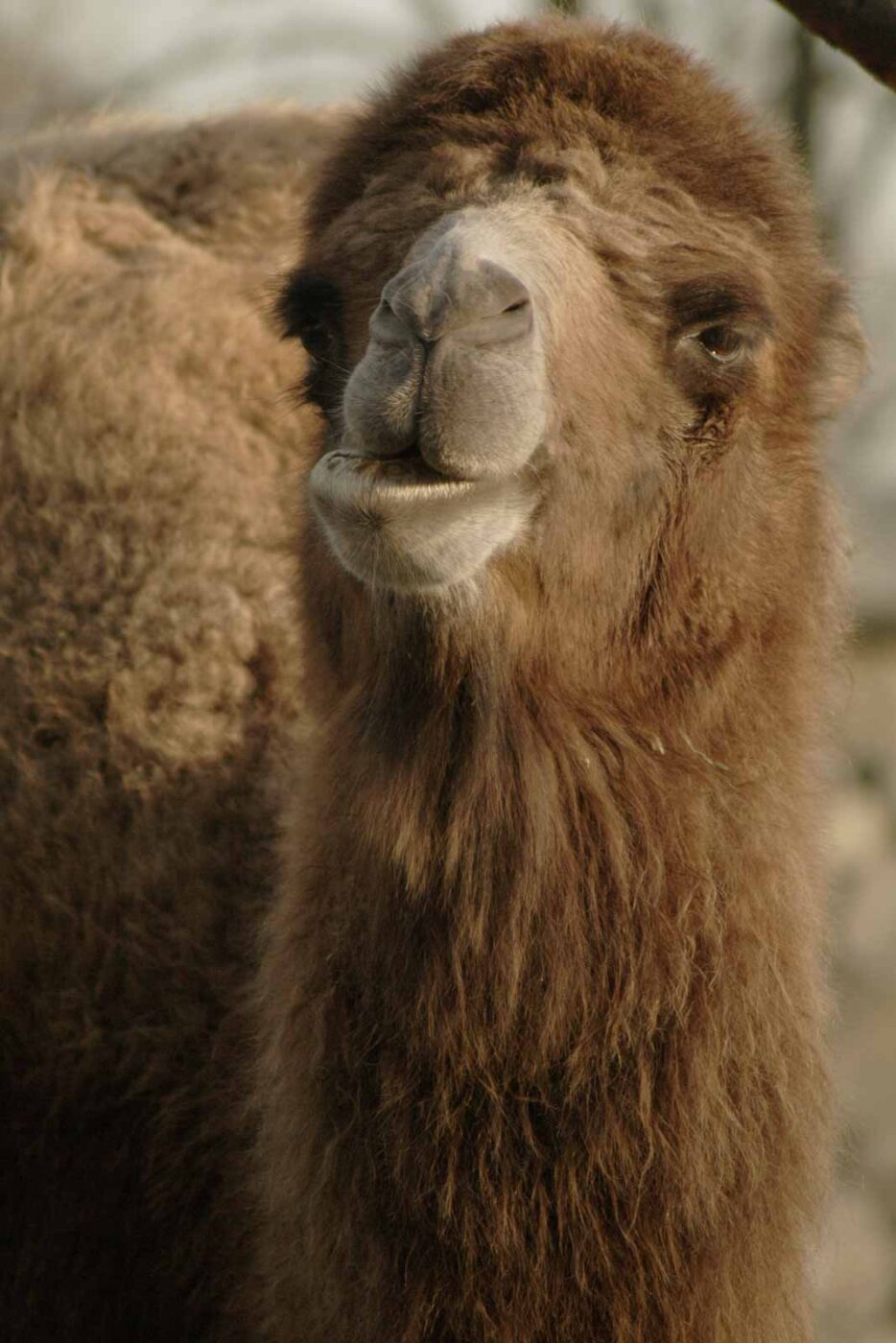 2016-01-28 - Tierpark Hamm