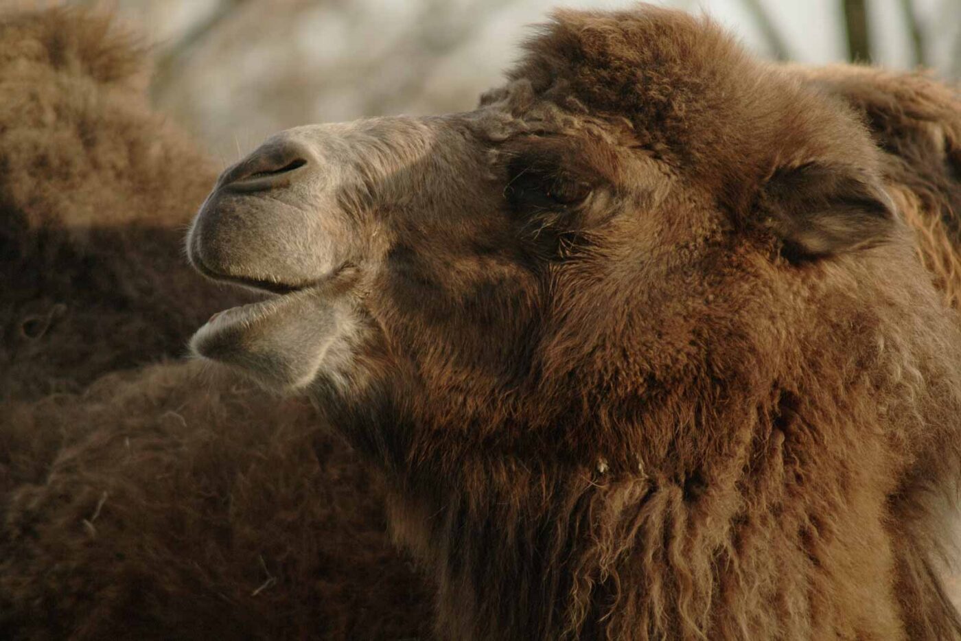 2016-01-28 - Tierpark Hamm