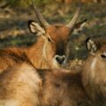 2016-01-28 - Tierpark Hamm