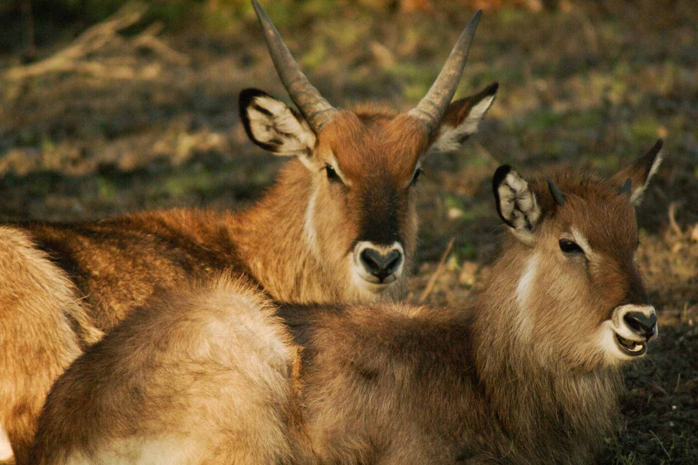 2016-01-28 - Tierpark Hamm