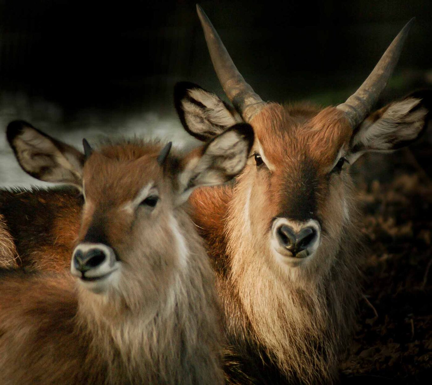 2016-01-28 - Tierpark Hamm