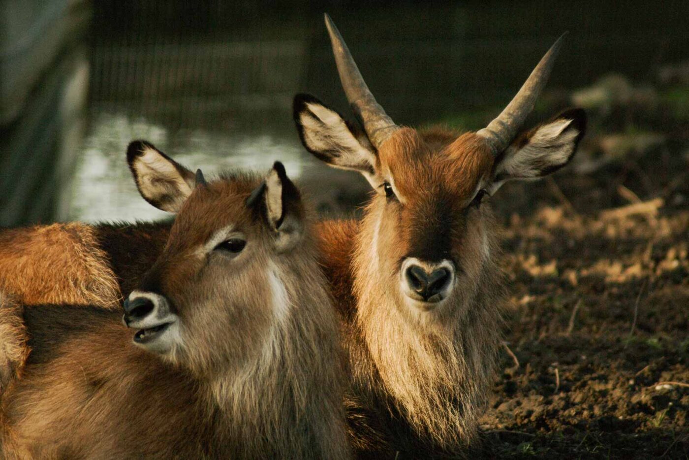 2016-01-28 - Tierpark Hamm