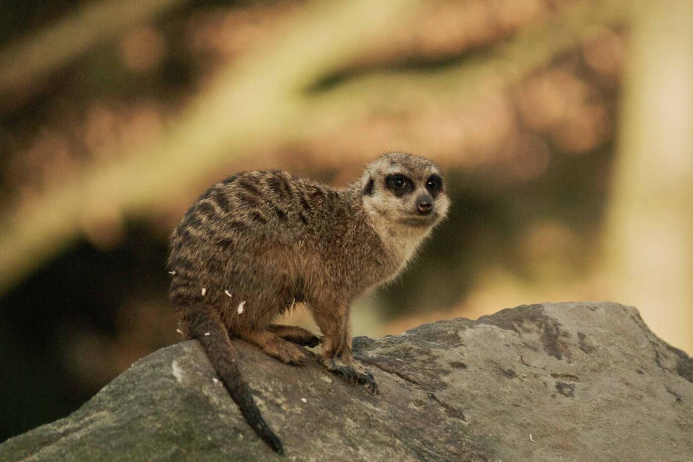 2016-01-28 - Tierpark Hamm