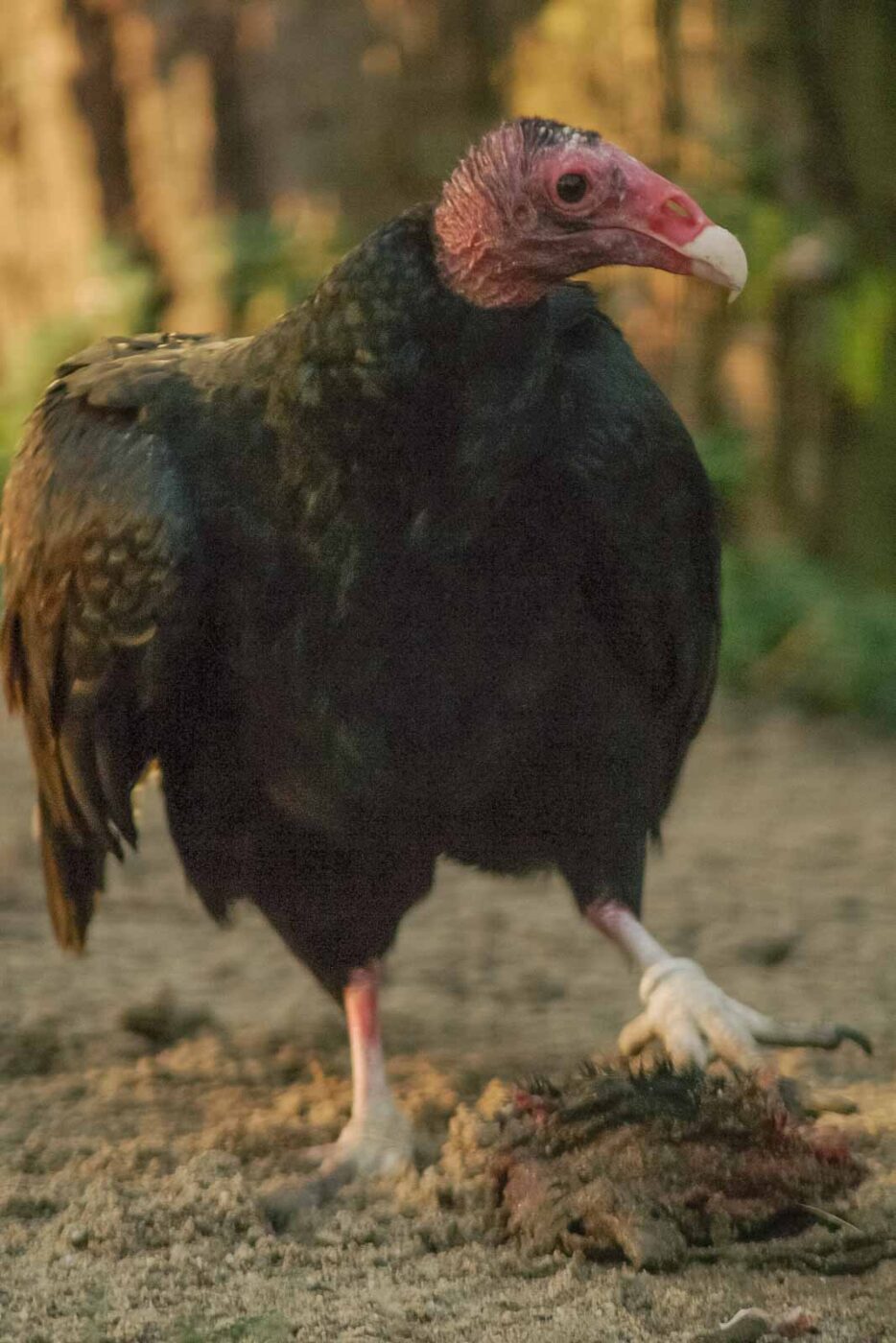 2016-01-28 - Tierpark Hamm