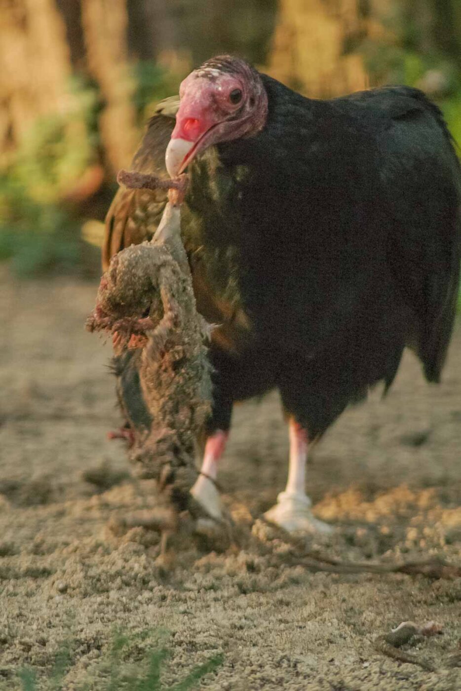 2016-01-28 - Tierpark Hamm