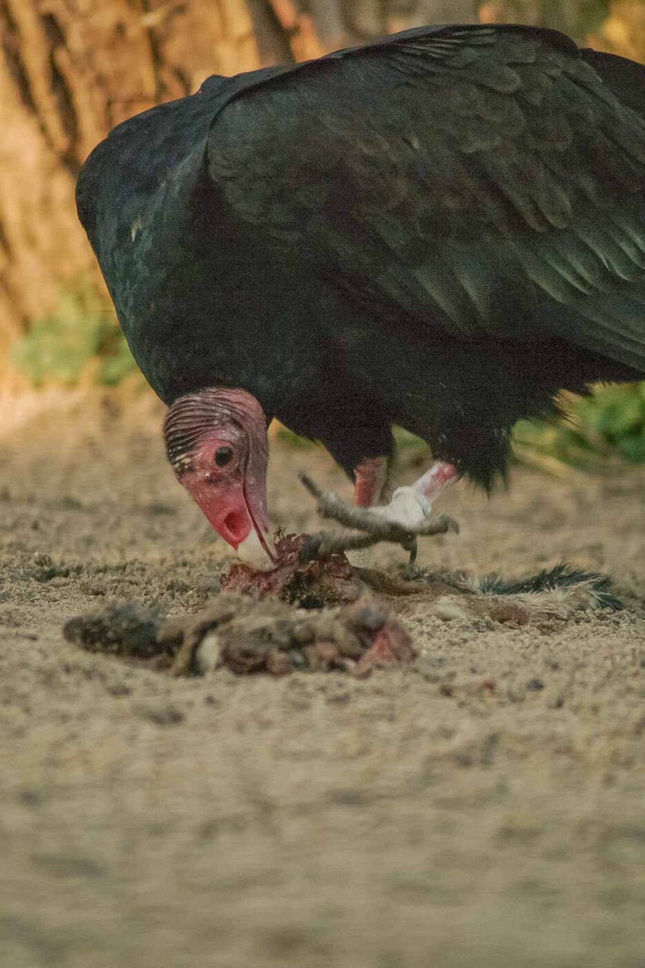2016-01-28 - Tierpark Hamm