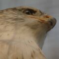 2016-01-28 - Tierpark Hamm