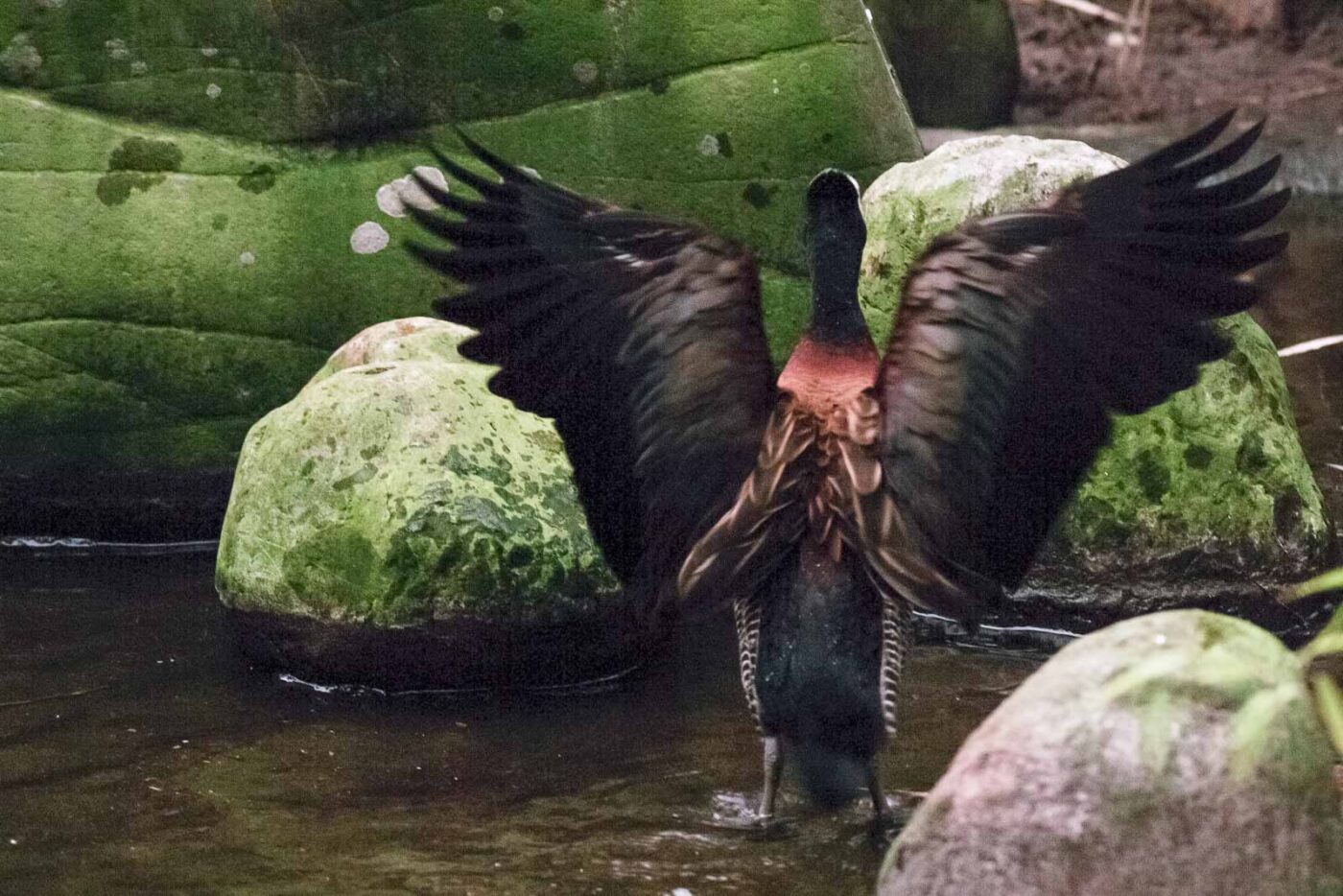 2016-02-02 - Allwetterzoo Münster