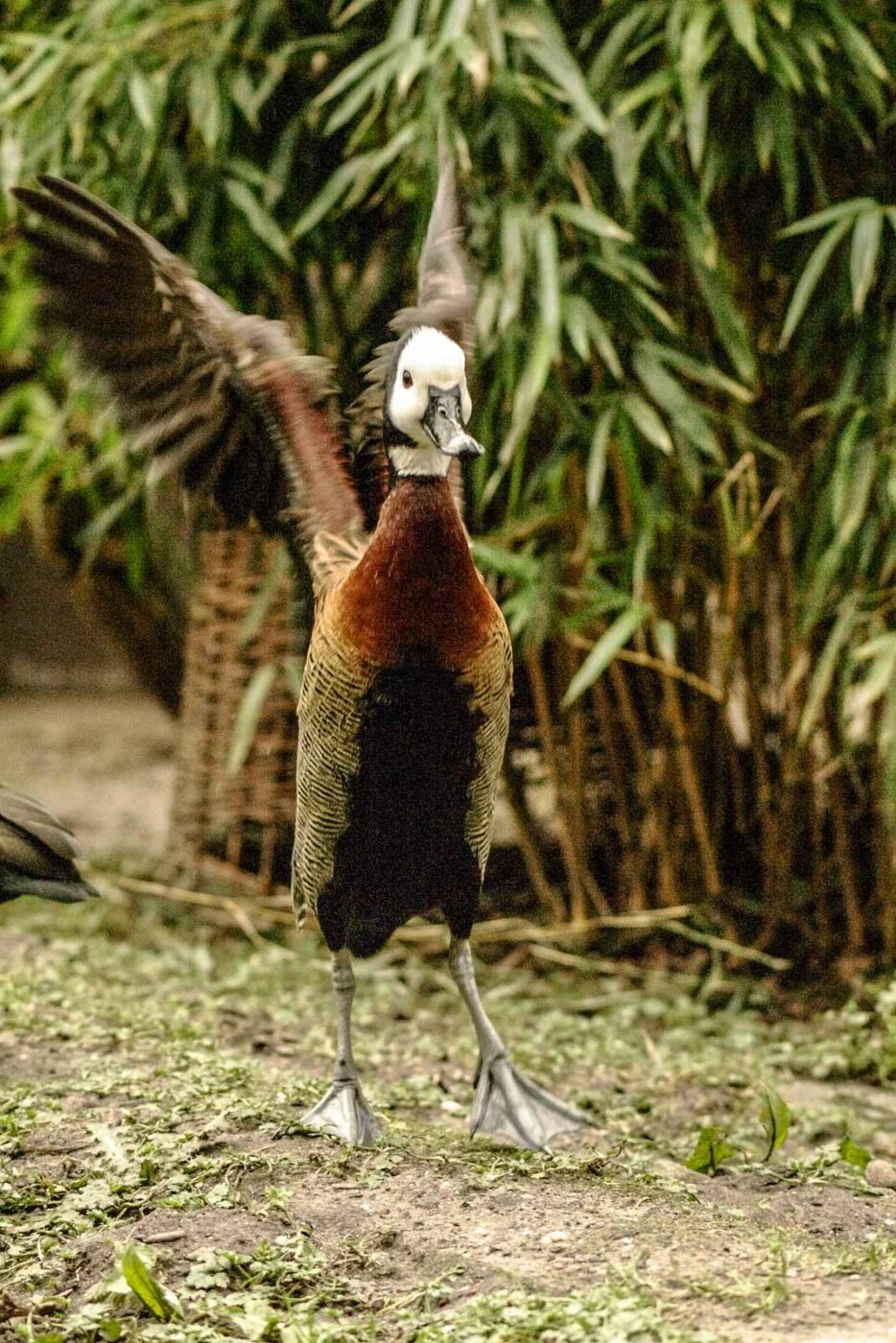 2016-02-02 - Allwetterzoo Münster