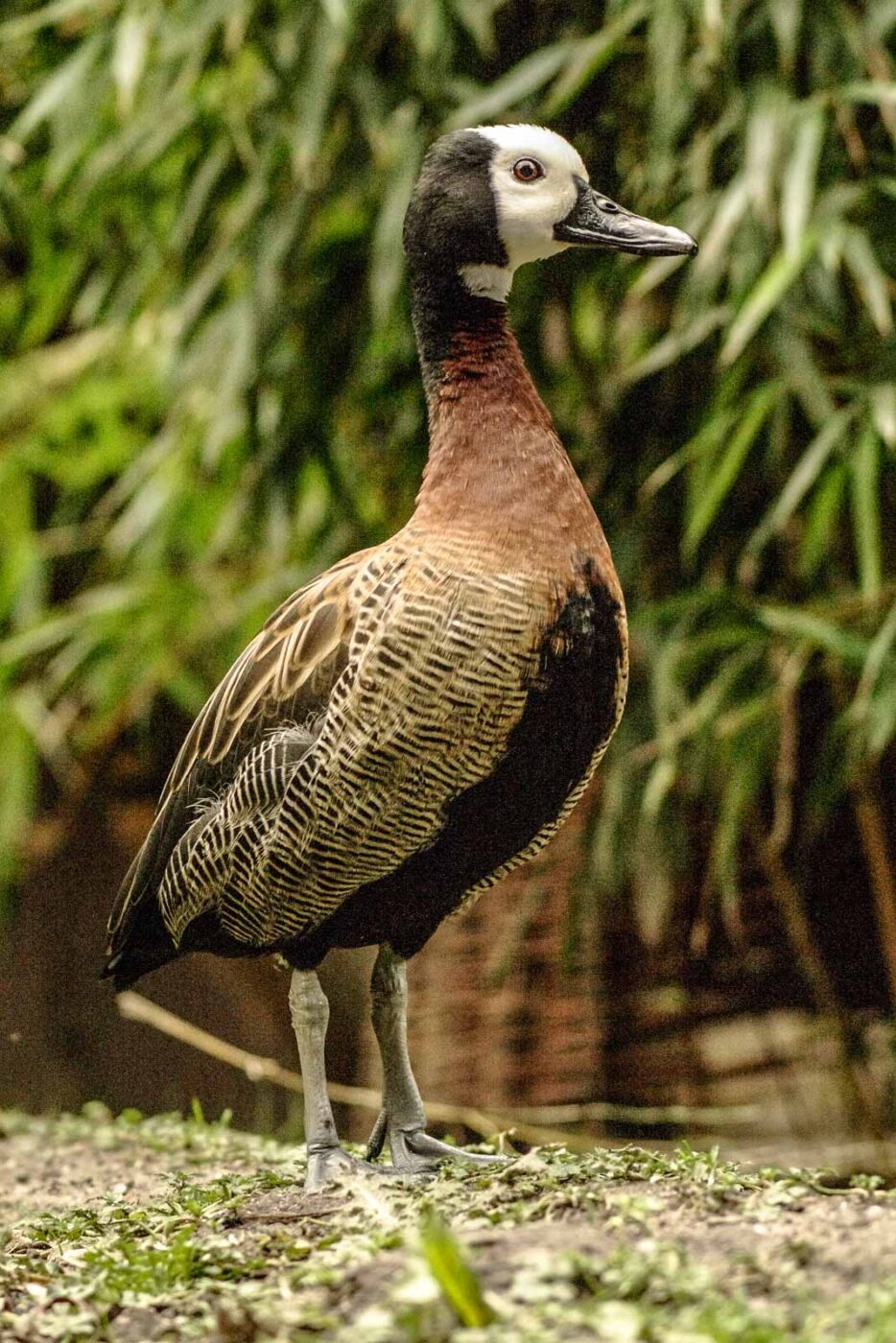 2016-02-02 - Allwetterzoo Münster