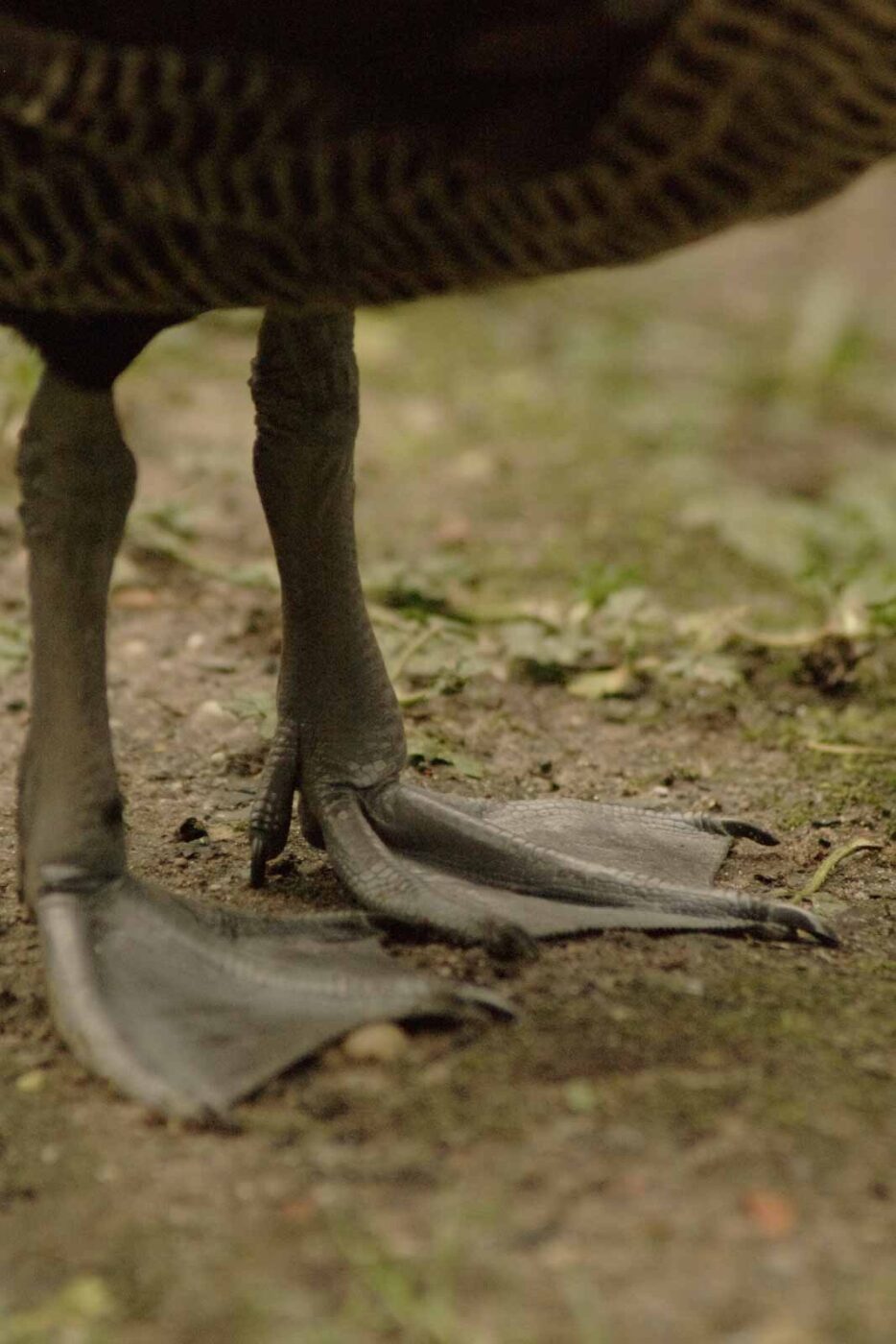 2016-02-02 - Allwetterzoo Münster