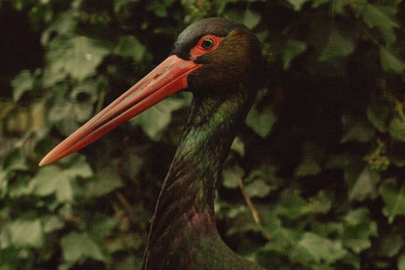 2016-02-02 - Allwetterzoo Münster