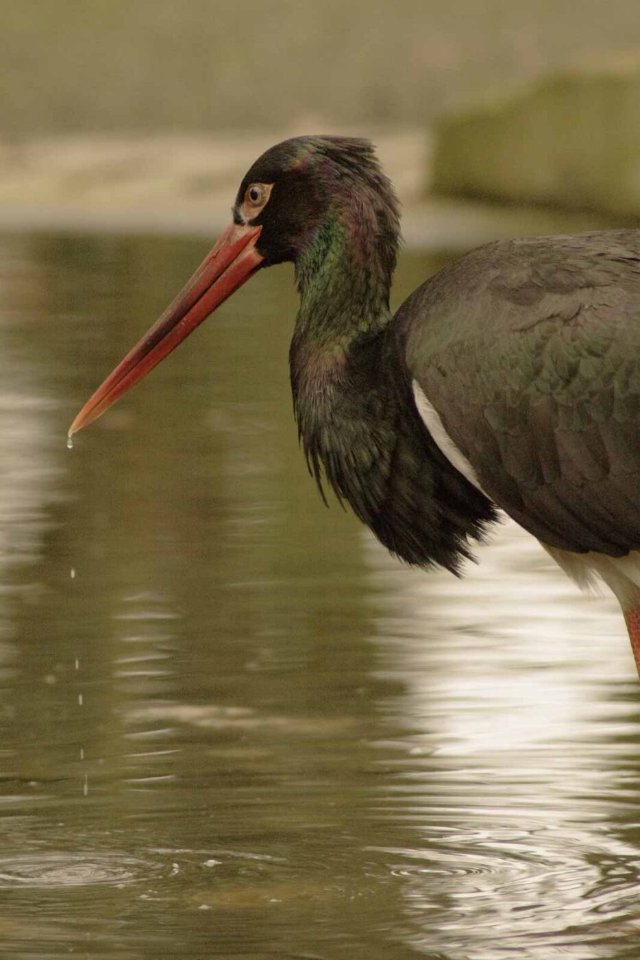 2016-02-02 - Allwetterzoo Münster