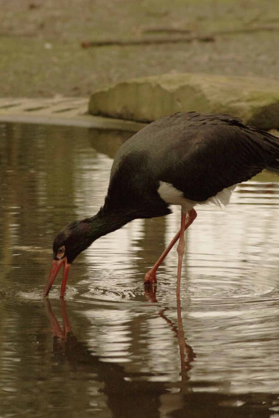 2016-02-02 - Allwetterzoo Münster