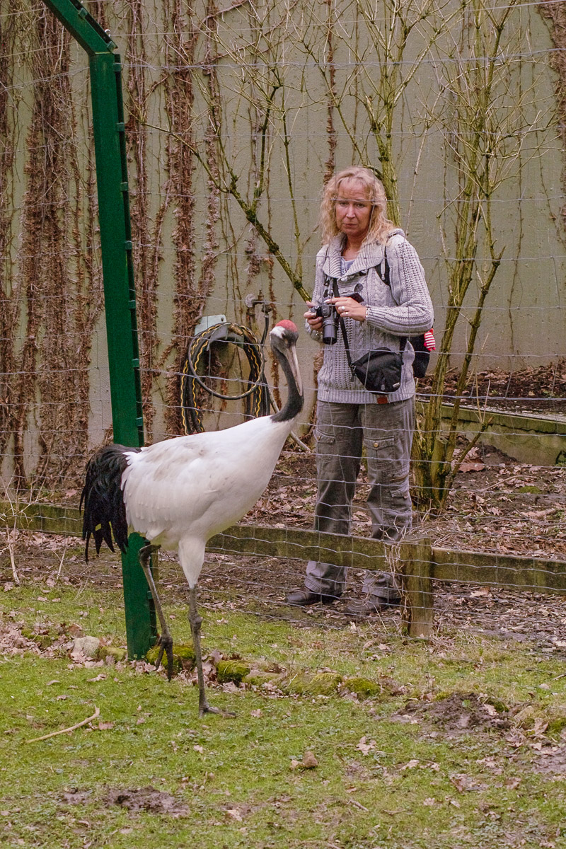 °2016-02-02 – Allwetterzoo Münster – TheUte & Mandschurenkranich°
