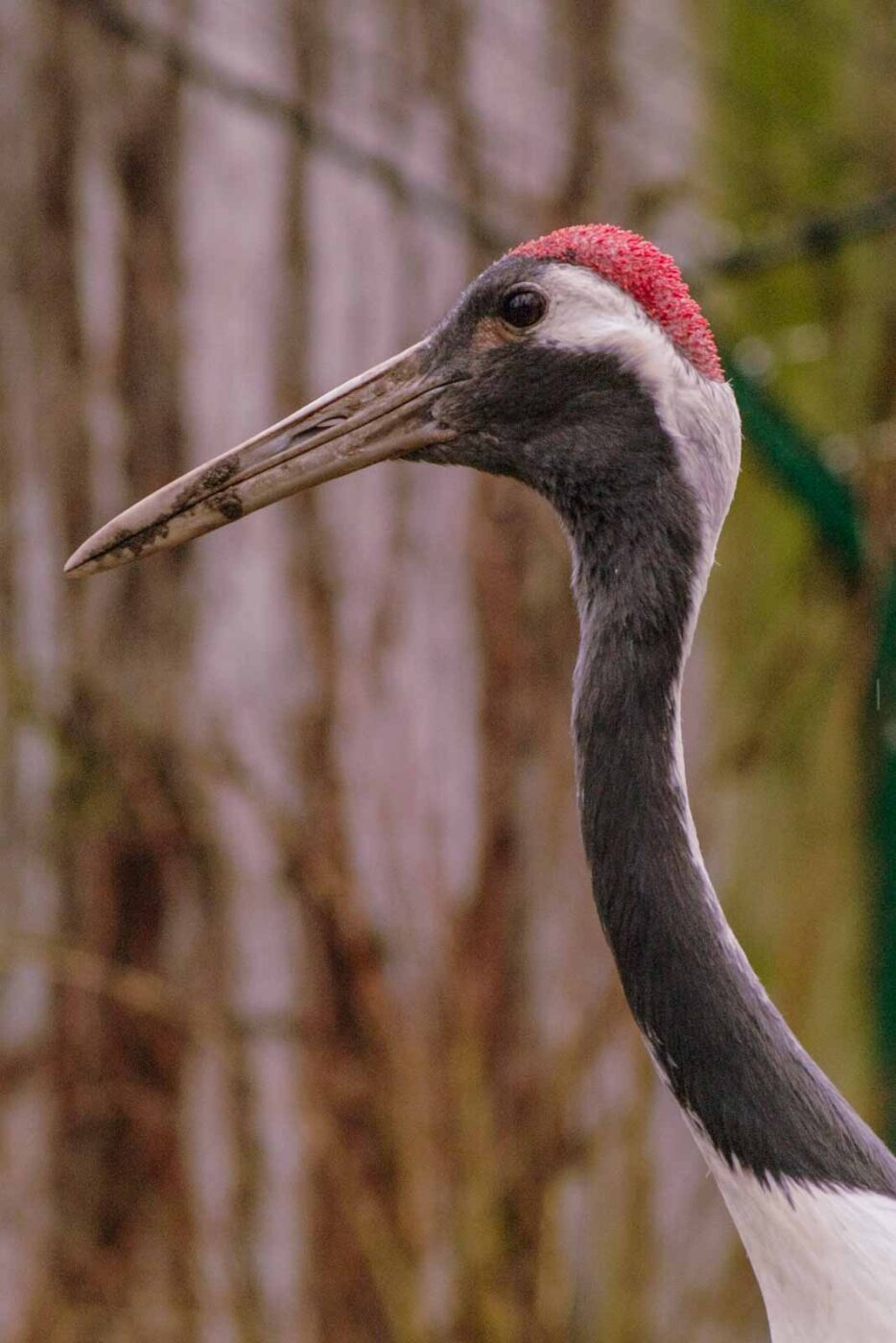 2016-02-02 - Allwetterzoo Münster