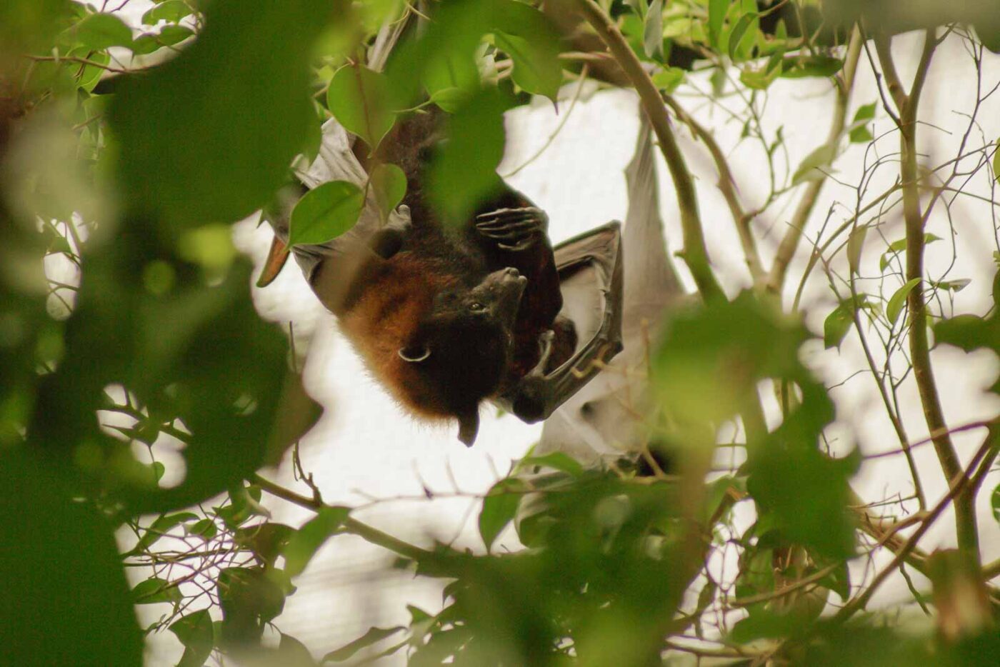 2016-02-02 - Allwetterzoo Münster