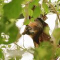2016-02-02 - Allwetterzoo Münster