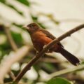 2016-02-02 - Allwetterzoo Münster