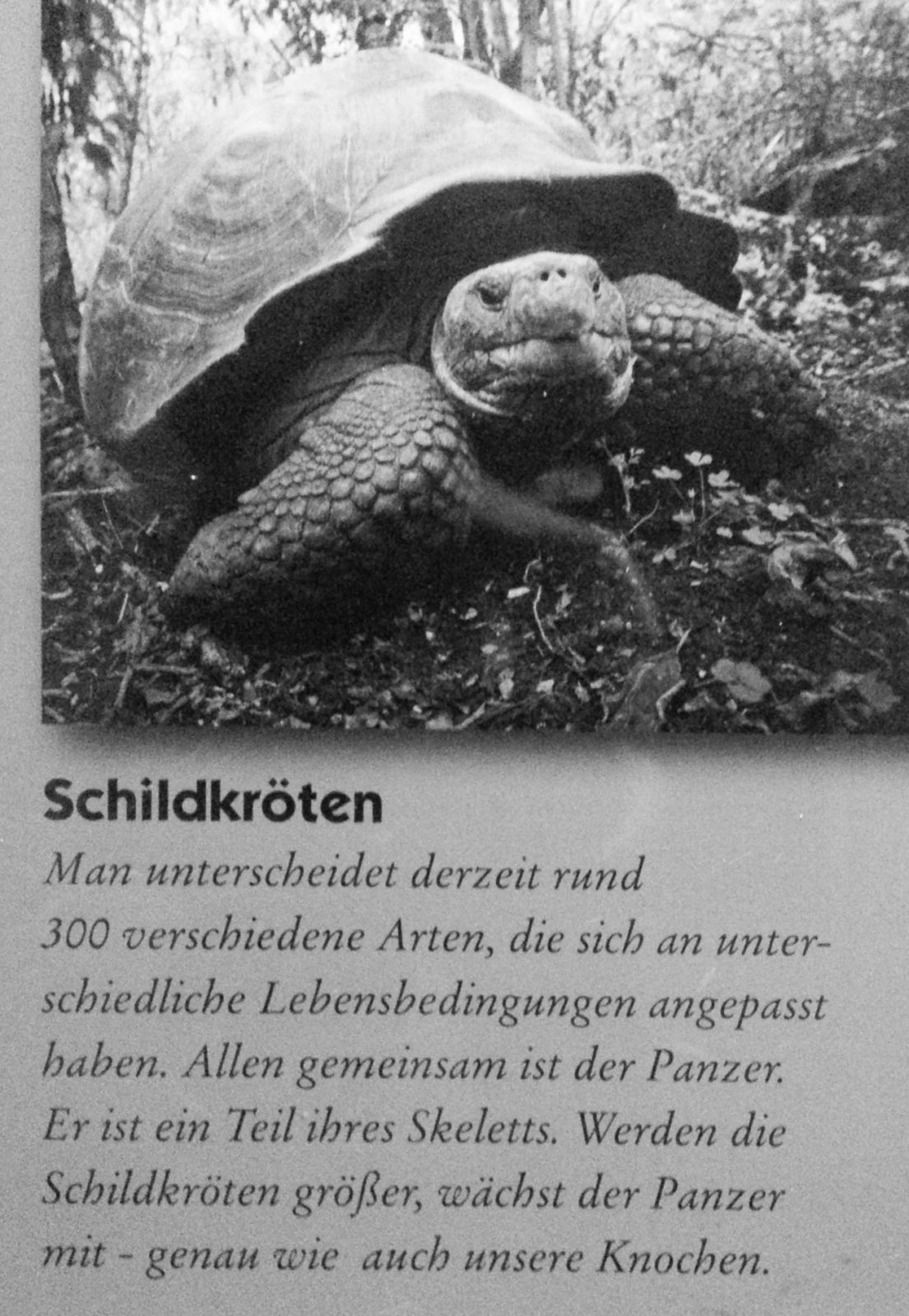 2016-02-02 - Allwetterzoo Münster