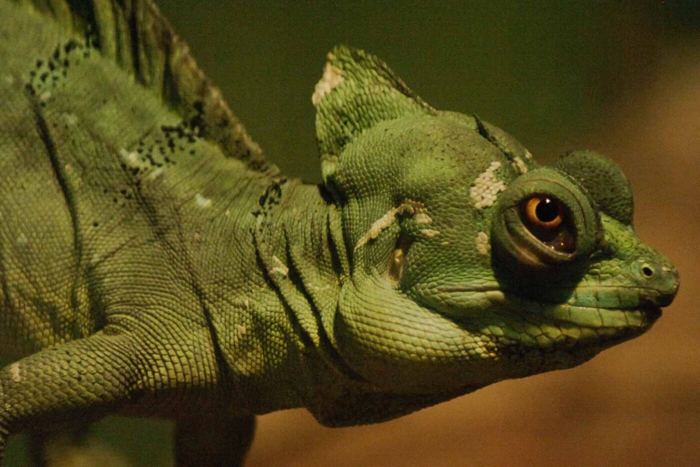 2016-02-02 - Allwetterzoo Münster